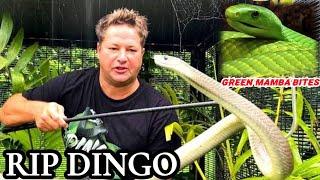 REST IN PEACE।DINGO DINKLEMAN| GREEN MAMBA BITE| VENOMOUS SNAKE|South Africa|