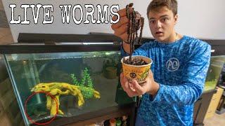 FEEDING My FISH LIVE WORMS!!!