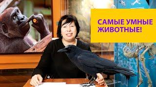 Почему вороны такие умные? Кто еще из животных интеллектуал? Наталья Носова