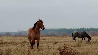 Кони привередливые