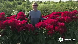 Red red rose peony. Ред ред роуз пион. Пулков сад (2022 г)