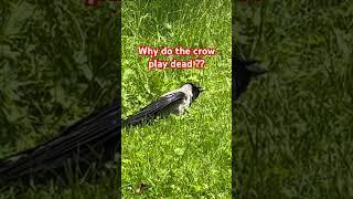 Please tell me ! Why the #crow play deadline?