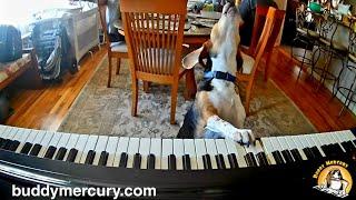  My Furry Valentine  Featuring Buddy Mercury Piano Dog