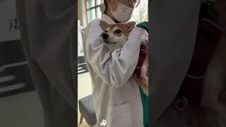Funny shiba lnu #funnypets #funnyvideos #funny #cute #petlovers #happy #doglover #dog
