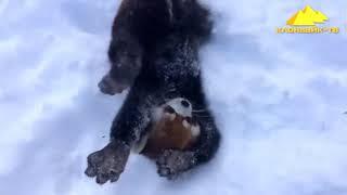 ОНИ КАК НЕ ОТ МИРА ЗЕМНОГО Красная панда   Pikabu    Веселая Видео Подборка! Red Panda Funny