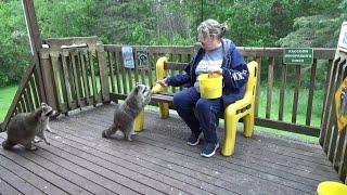 Tuesday with raccoon diner and Angie