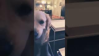 #shorts #viral doggy drippy