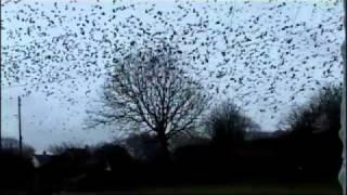 Lots of birds over the back garden