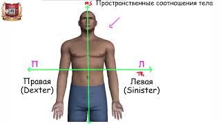 Анатомические ориентиры и терминология