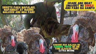 PART II MALAKI PALA ANG KITAHAN SA PABO(TURKEY)FARMING/AGRIBUSINESS HOBBY NA KUMIKITA PA/TURKEY FARM