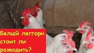 Куры белый леггорн стоит ли разводить? Секреты разведения.