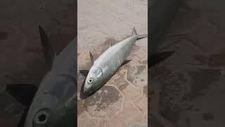 Fishing Milk Fish in UAE