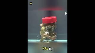 Octopus IQ Test || #shorts