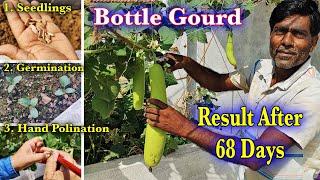 How To Grow Bottle Gourd In Pots || How To Grow Bottle Gourd From Seed At Home