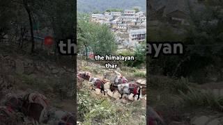 The Himalayan Thar #ghandruk #nepal #horse