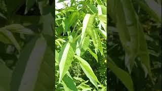 Персики Хасанские сеянцы - плодоношение на 3 год.  Часть 2.