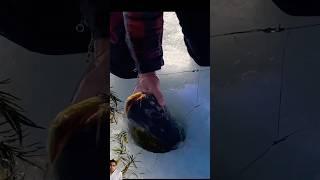 @Tackle2thePeople Catching Giant Invasive Fish! #shorts #fishing #walleyefishing #letsfish