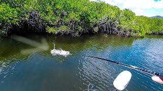 Fishing Mangrove Lined River with a topwater lure