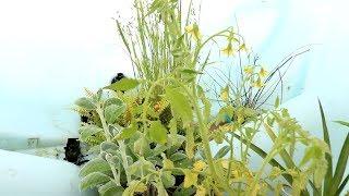 Plants In a Tank Part 2