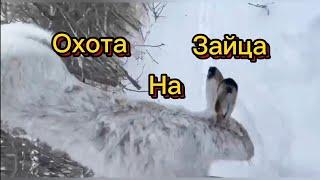 Охота на зайца # ружьё Мр 155 # первый снег