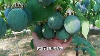 热情果哪些地方可以种植？种植热情果需要什么条件？