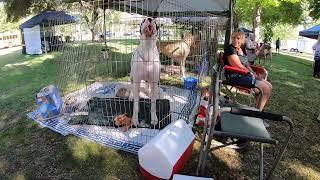 California Great Dane Specialty dog show 2022 (1 of 4)