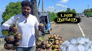 பன நுங்கு | Sham Vision | Eastern | Sri lank