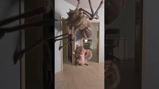 KK BRIGITTE the spider #spider #squirrel  #egofilm