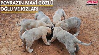 ENİK SEÇİMİNDE HANGİ ÖZELLİKLER ARANMALI #poyraz #köpekyavrusu #enik