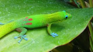 GREEN GECKO