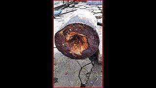 This wood will yield many amazing projects.