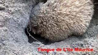 Hérisson - Tangue de L'ile Maurice - Mauritian Hedgehog (Mauritius Island)