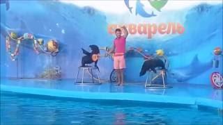 Thriller Dolphin Show Skadovsk/ Триллер шоу дельфінів Скадовськ