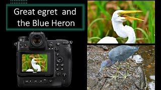 Great Egret and the Blue Heron
