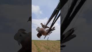 Mikat burung perkutut menggunakan alat sederhana (jeplak) sukses.