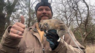 Trapping flairs abandoned ranch! Look at the size of this pack rat! Vlog 24 2024-25