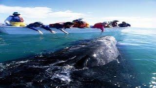 Young whale: it finds its exit of the port of the south of California.