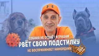 Собака не отдает игрушки,рвёт свою подстилку и не воспринимает намордник