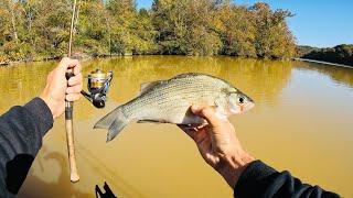 4 Hours of RAW and UNCUT Ultralight Fishing with Gulp Minnows - Emory River