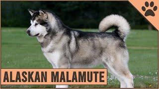 Alaskan Malamute - Dog Breed Information