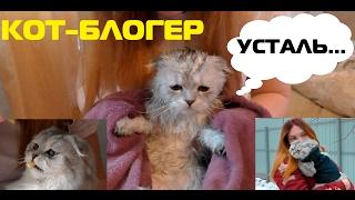 УТРО ГЛАЗАМИ КОТА | КОТ-БЛОГЕР