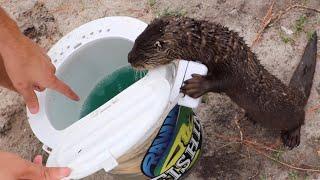 Training BABY Otter To Hunt Fish!!