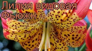 Лилия видовая Фьюжн (lilium)  видовая лилия Фьюжн обзор: как сажать, луковицы лилии Фьюжн