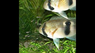 Keyhole Cichlid Babies, 3 months with their parents