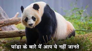 पांडा के बारे में आप ये बिल्कुल भी नहीं जानते | Giant panda | Facts, Habitat, Population, & Diet