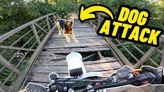 I Was Attacked by a Dog While Riding My Motorcycle