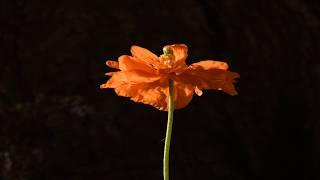 Poppy flower opening time lapse. Double orange Poppy flower