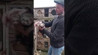 2024 working micro ferret breeding