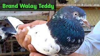 Ch Sakhi Walay Teddy Kabootar ka shok || Pigeons Gallery ||