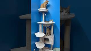 Best New Cat Tree with Many Levels 69” Tall